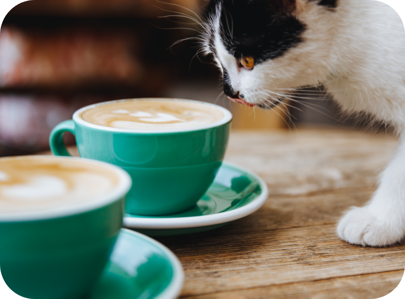 chat se léche les babines devant une tasse de café